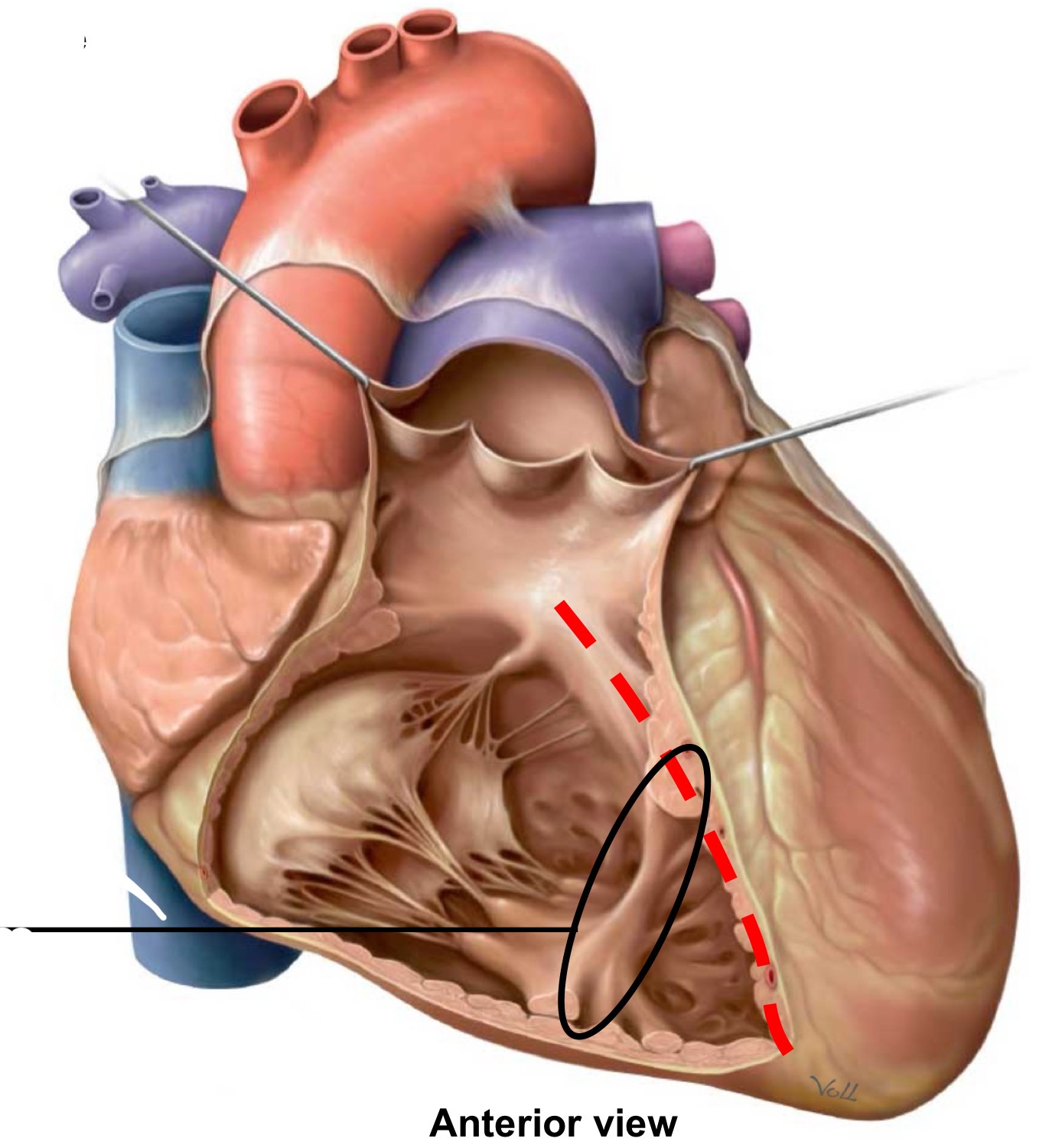 <p>What structure is identified by the red line?</p>