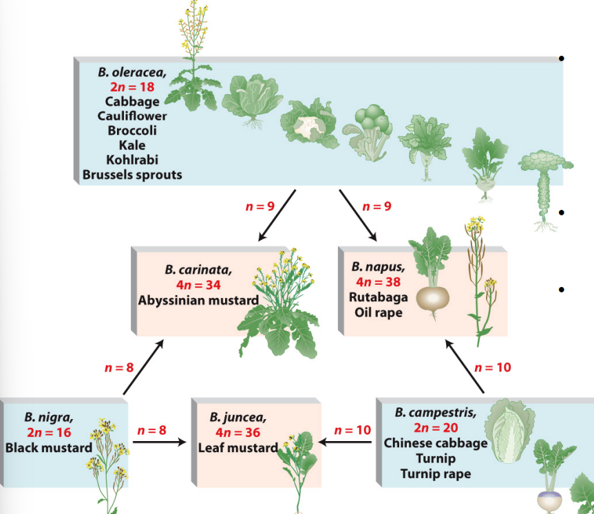 <ul><li><p>Changes in chromosome numbers can create stable species in plants.&nbsp;</p></li><li><p>Wild cabbage (Brassica oleracea) has many cultivars, e.g. Broccoli and Cauliflower.&nbsp;</p></li></ul><p></p>