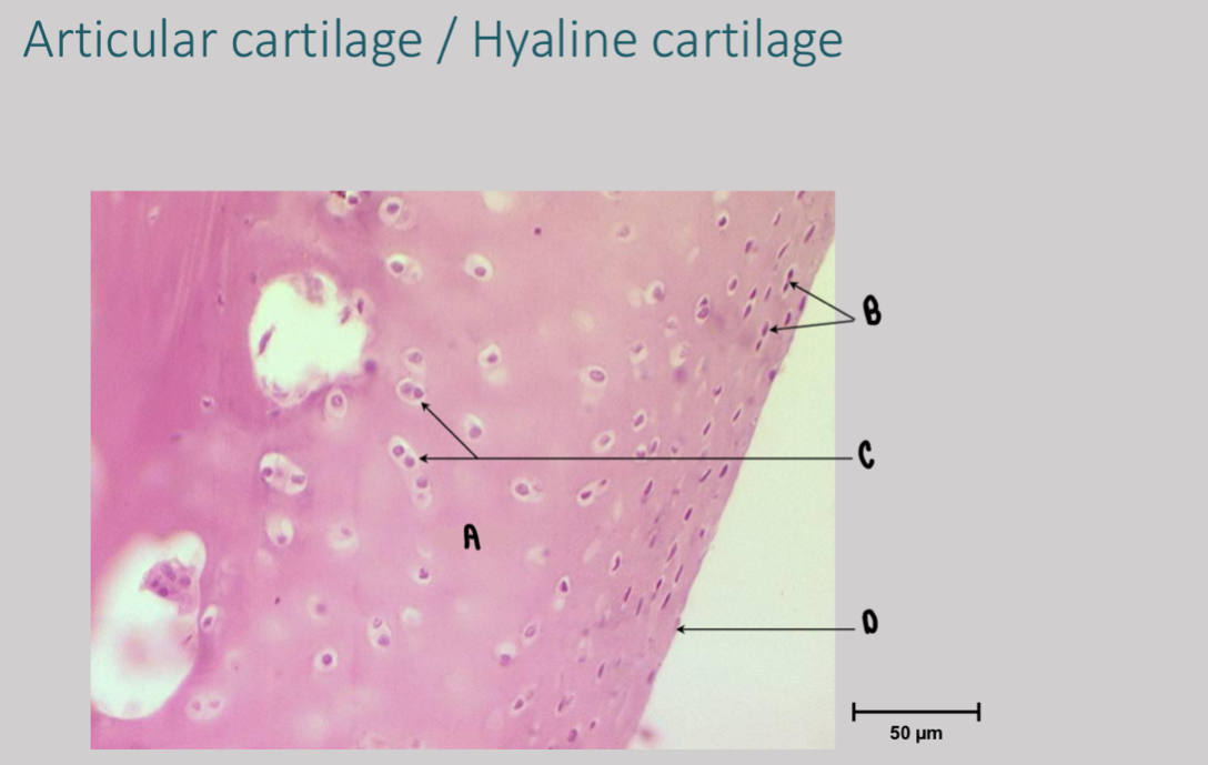 <p>What are the structures labeled C?</p>