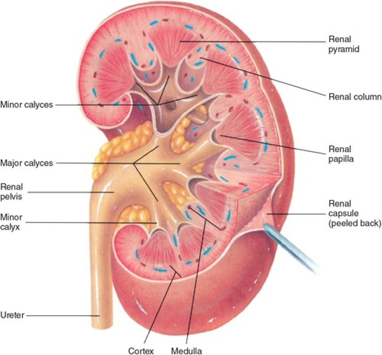 <p>Cortex, medulla, renal pelvis</p>