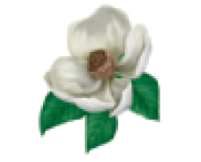 <p>dicot flower petal count</p>