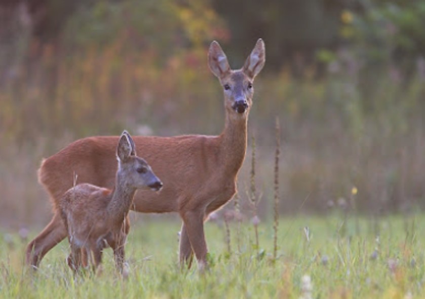 <p>zařaď živočicha do systému</p><p>Třída - řád - čeleď - druh čeština (latina)</p>