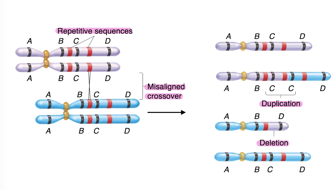 <p>-tend to be less harmful than deletions</p><p>-often caused by unequal crossing over (recombination)</p><p>-in this situation, it results in a duplication and a deletion, but no gain or loss of genetic material </p><p>-also caused by DNA replication errors prior to meiosis</p><p>-depends on location for severity </p><p>-Genome contains many repetitive sequences that can misalign during synapsis </p>