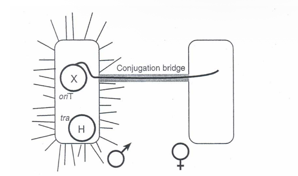 <p>plasmid that can be mobilized from F+ male bacteria and F- female bacteria. BAC</p><ul><li><p>The <strong>F </strong>factor controls its own replication.</p></li></ul><p>It has two origins of replication:</p><p><strong><em>oriV </em></strong>is the origin for bidirectional replication;</p><p><strong><em>oriS </em></strong>is the origin for unidirectional replication.</p><ul><li><p>The <strong>F </strong>factor also has genes that regulate DNA synthesis so that its copy number is kept at a low level; and, genes that regulate the partition into the daughter cells after E. coli divides.</p></li></ul><p></p>