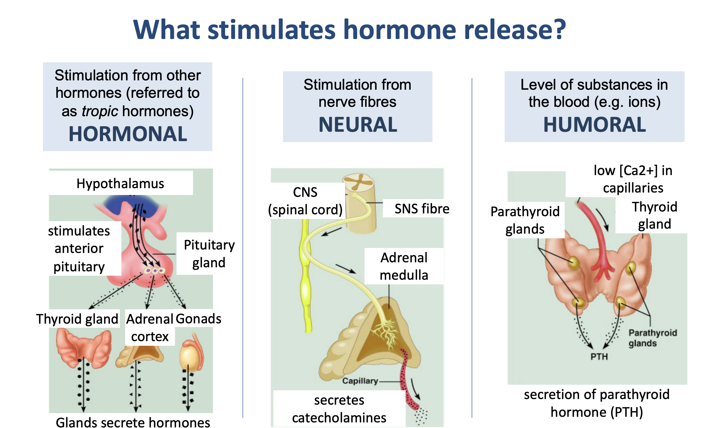 <ul><li><p>hormonal</p></li><li><p>neural </p></li><li><p>humoral</p></li></ul><p></p>