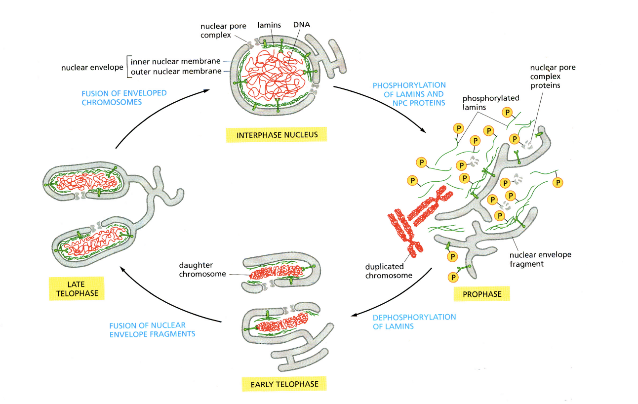 <ol><li><p>Increased protein phosphorylation → by cyclin B-CDK1</p></li><li><p>result in nuclear envelope breakdown</p></li><li><p>lamna repolymerises into</p><ul><li><p> soluble lamin A/C</p></li><li><p>membrane assoaciate lamin B</p></li></ul></li><li><p>Nuclear pore complexes (NPCs) disassemble into soluble nucleoporin subcomplexes</p></li><li><p>nuclear membranes fragment into vescicles or tubes</p></li><li><p>chromatin condenses into separated chromosomes until metaphase</p><ul><li><p>associates with spindle apparatus</p></li></ul></li></ol><p><em>during this period: chromatin is directly accessible to the cytoplasm</em></p><p></p>
