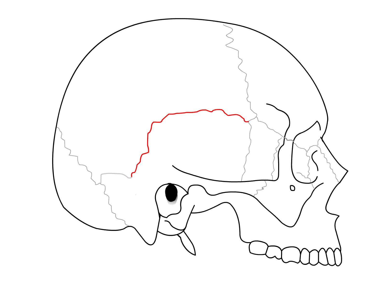 <p>Suture between the parietals and the temporal bone</p>