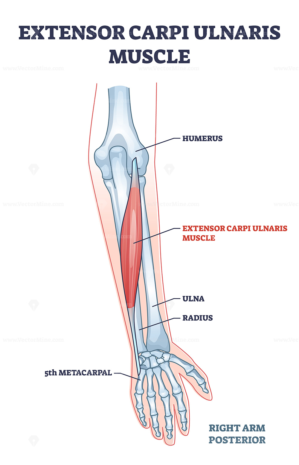 <p>Extensor carpi ulnaris</p>