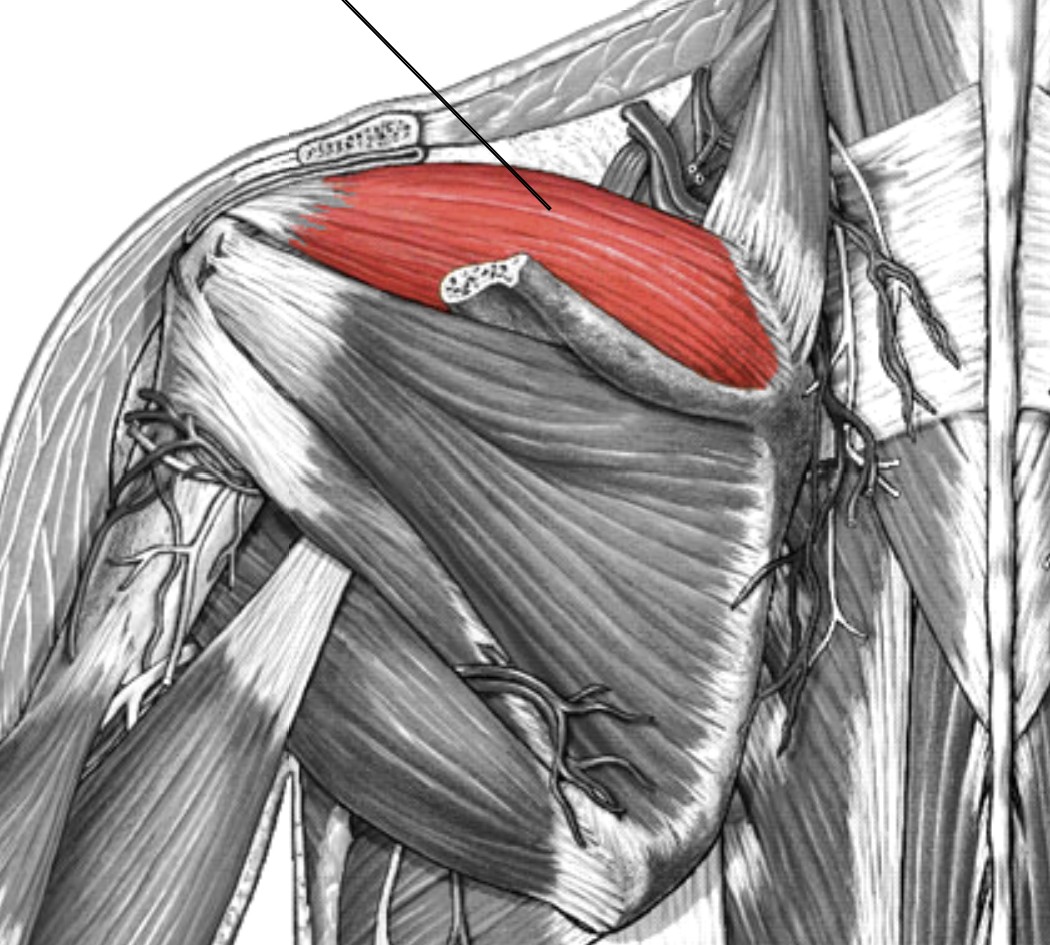 <p>Which muscle of the humerus/shoulder is:</p><ul><li><p>Located at scapula’s supraspinous fossa</p></li><li><p>Action: initiate (15 deg) arm abduction</p></li><li><p>Nerve: suprascapular</p></li></ul><p></p>