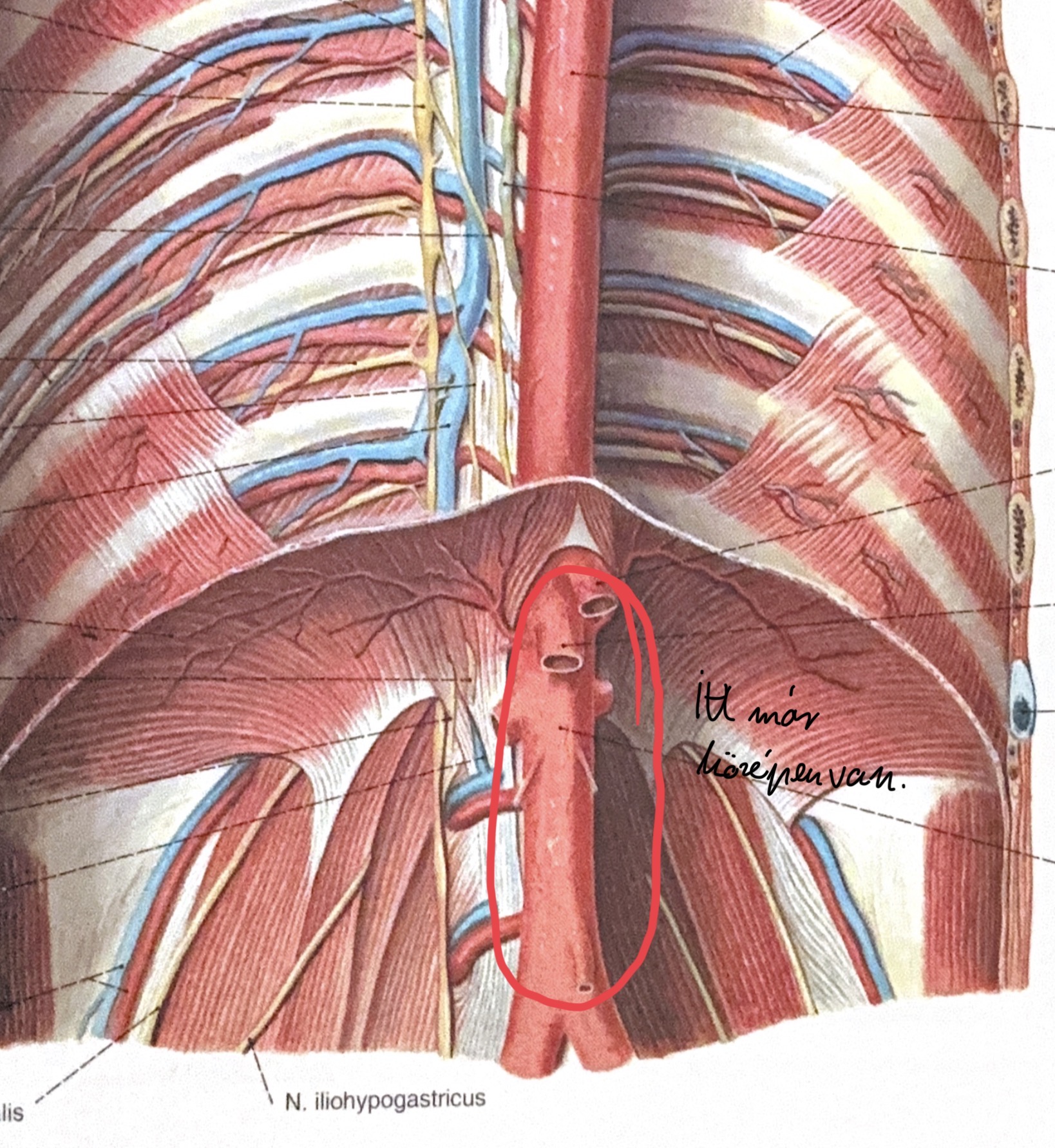 <p>aorta abdomialis</p>