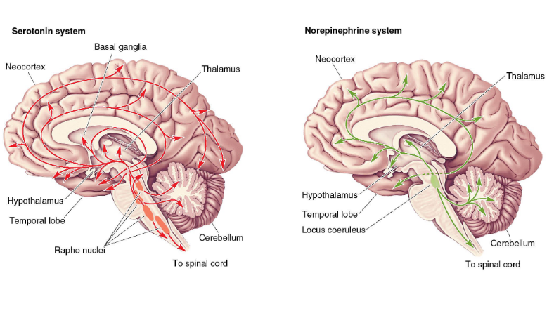 <p>A theory suggesting that depression is linked to a deficiency in certain neurotransmitters, particularly norepinephrine and serotonin. (deficit in diffuse modulatory systems)</p><p>reserpine: reduces Bp and mood, MAO inhibitors: kills Tb and elevates mood, Imipramine reuptake inhibitor</p><p>inhibition leads to inc in NA and DA</p>