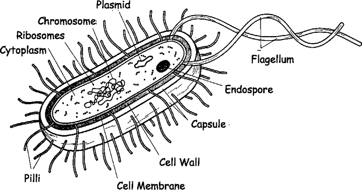 <ul><li><p><strong>Slime layer</strong>- around outside of some bacteria</p></li><li><p><strong>Cell Membrane</strong>- similar to other cells </p></li><li><p><strong>Flagella</strong>- for movement; may have 1 or many but not found on all bacteria</p></li><li><p><strong>Cytoplasm</strong>- appears granular due to presence of ribosomes, bacteria don’t have membrane bound organelles</p></li><li><p><strong>Capsule</strong>- formed of complex carbohydrate by some bacteria; for protection</p></li><li><p><strong>DNA</strong>- no nuclear membrane so DNA forms a tangle inside cell; some of DNA is in form of loops called PLASMIDS that can be exchanged during reproduction</p></li><li><p><strong>Cell Wall-</strong> composition varies but often made of peptidoglycan; a combined carb-protein</p></li></ul><p></p>