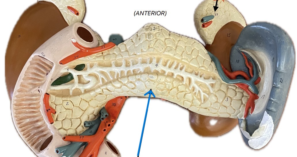 <p>Which organ is this?</p>