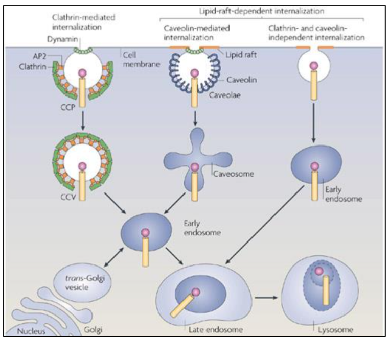 <ul><li><p>clathrin-mediated endocytosis (CME)</p></li><li><p>lipid raft dependent endocytosis</p><ul><li><p>caveolin-mediated</p></li><li><p>clathrin- and caveolin-independent</p></li></ul></li></ul><p></p>