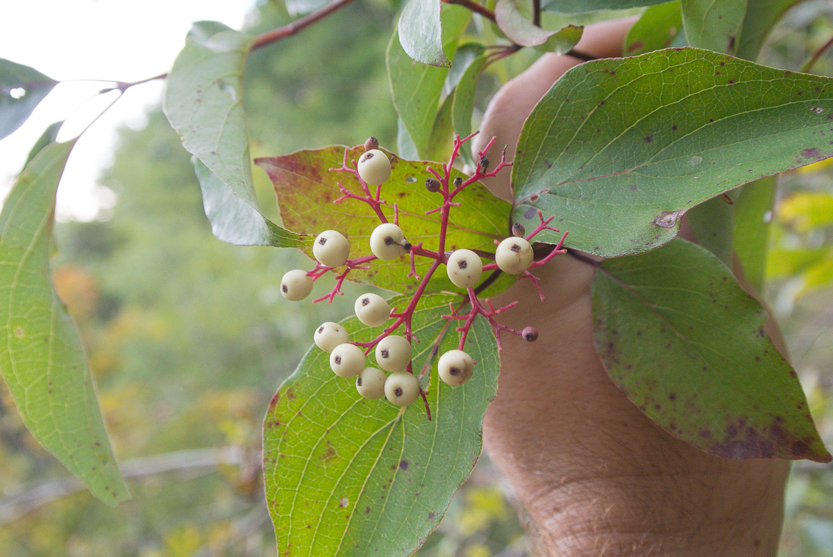 <p>Roughleaf Dogwood</p>