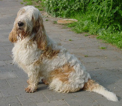 <p>Origin: France</p><p>Height: 24-27 in</p><p>Weight: 66-77 lbs</p><p>Life Span: 12-13 yrs</p><p>Type: Scent Hound</p>