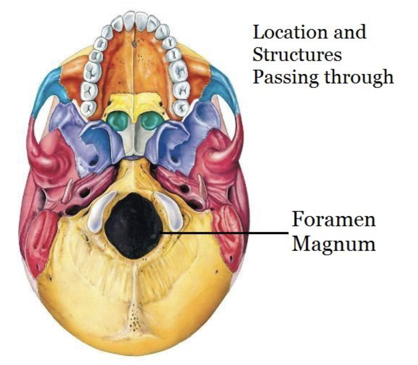 <p>entry/exit of spinal cord</p>