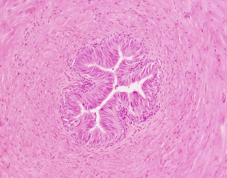 <p>Identify this structure</p>