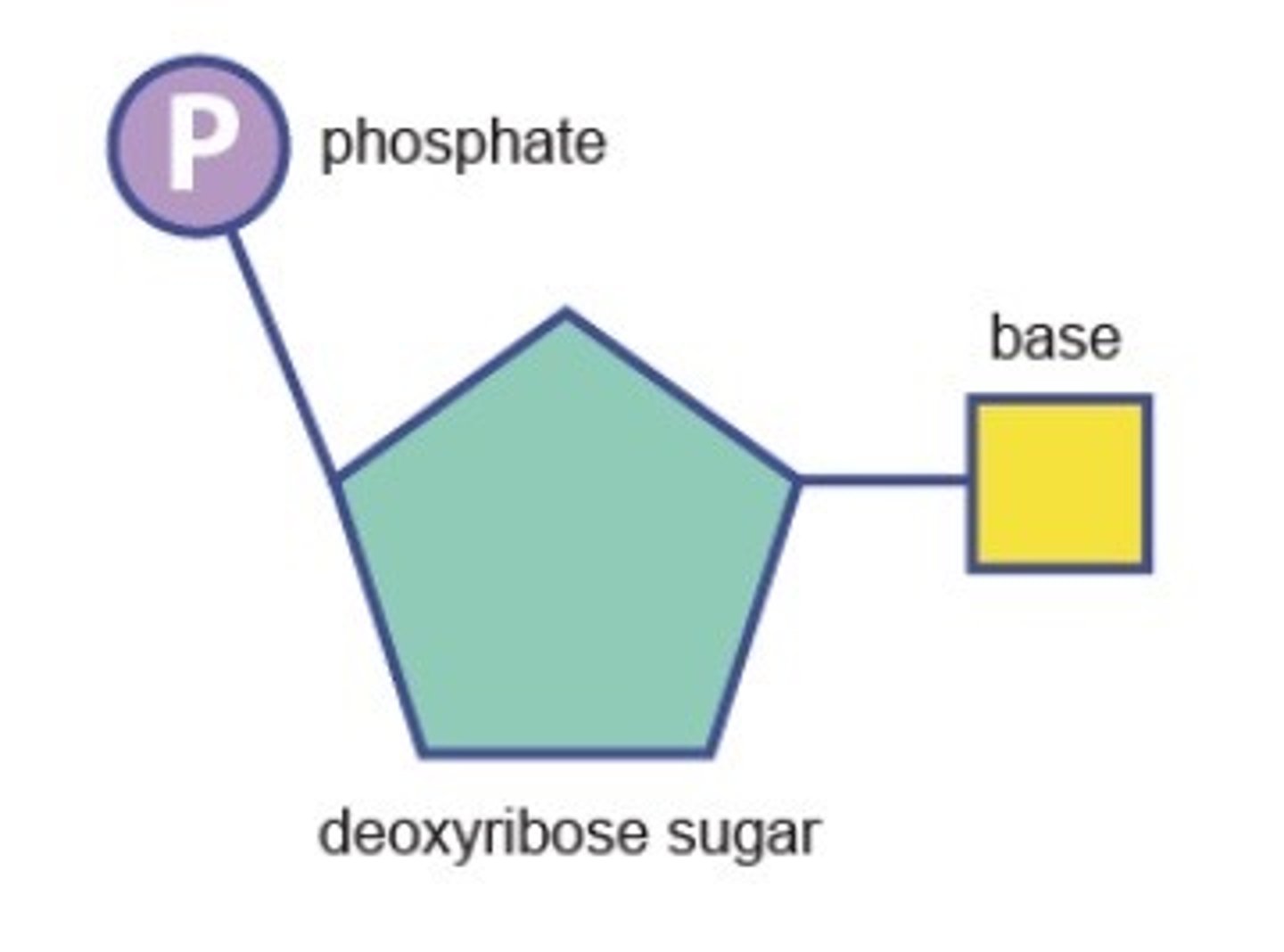 <p>A building block of DNA, consisting of a five-carbon sugar covalently bonded to a nitrogenous base and a phosphate group.</p>