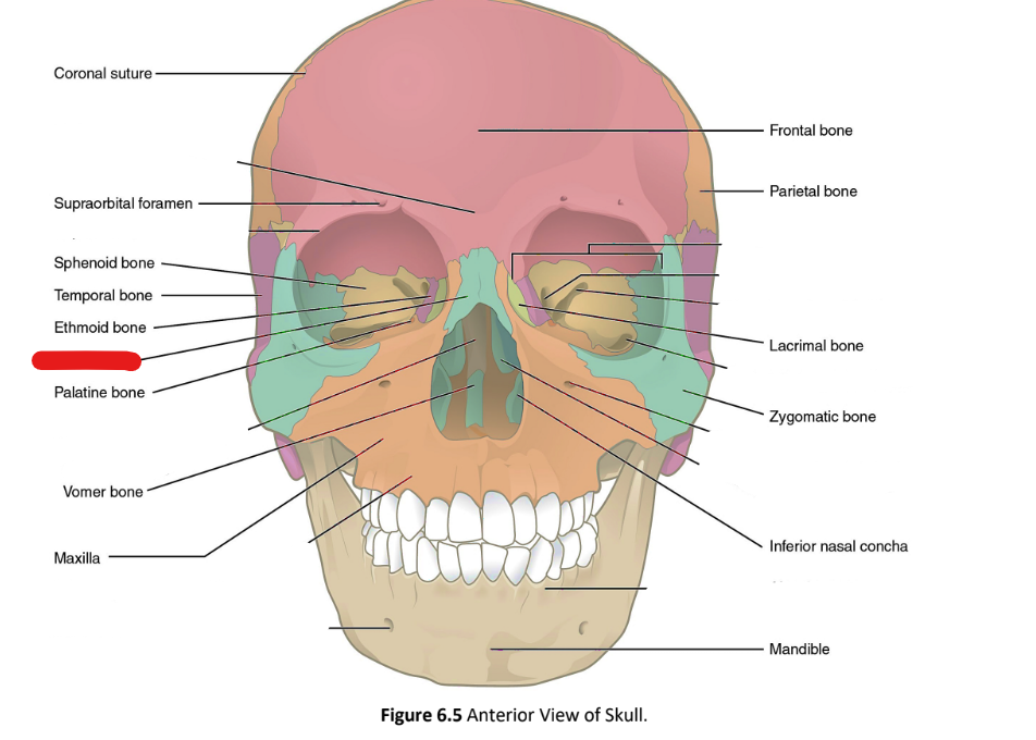 term image