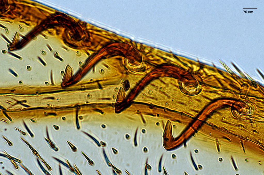 <p>Hamulate Coupling</p>