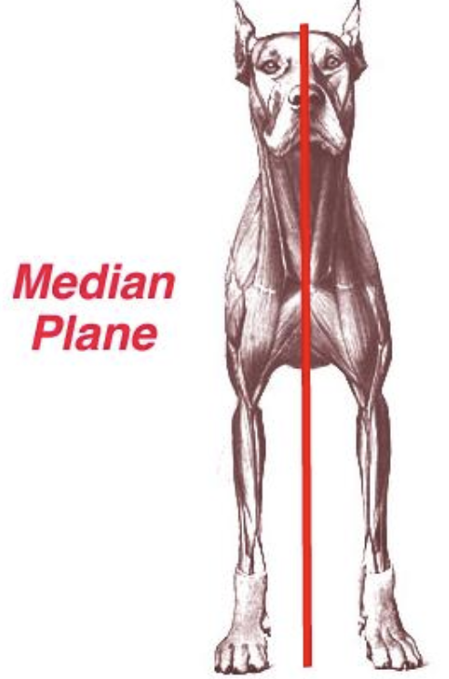 <p>Divide body <strong>lengthwise </strong>down the <strong>middle </strong>into <strong>symmetrical halves </strong></p>