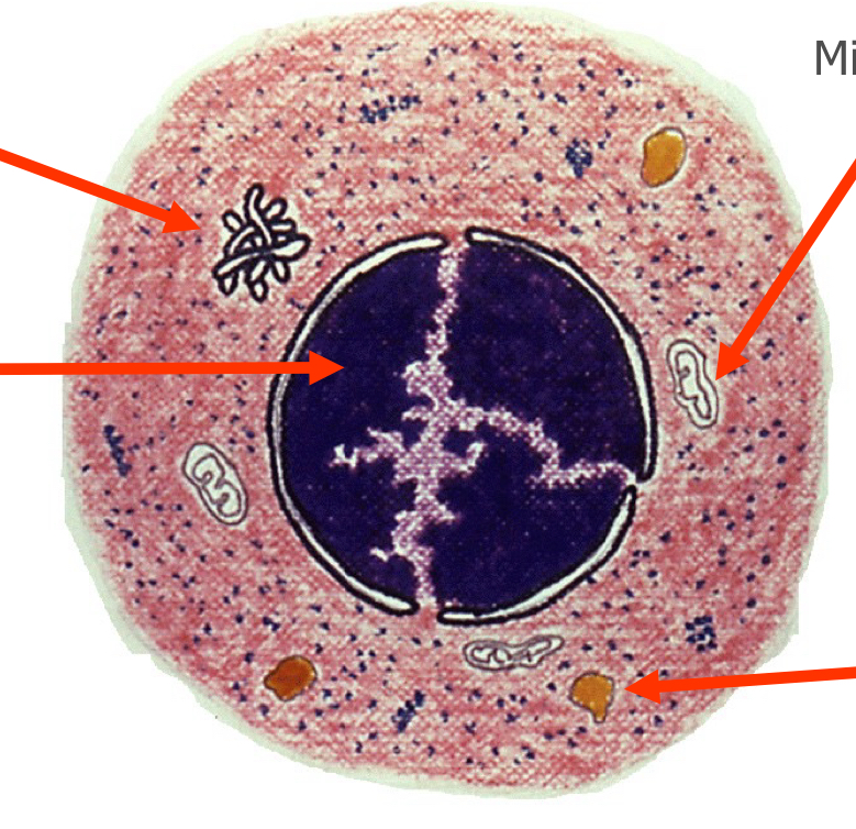 <p>What normoblastic maturation stage is in the image?</p>