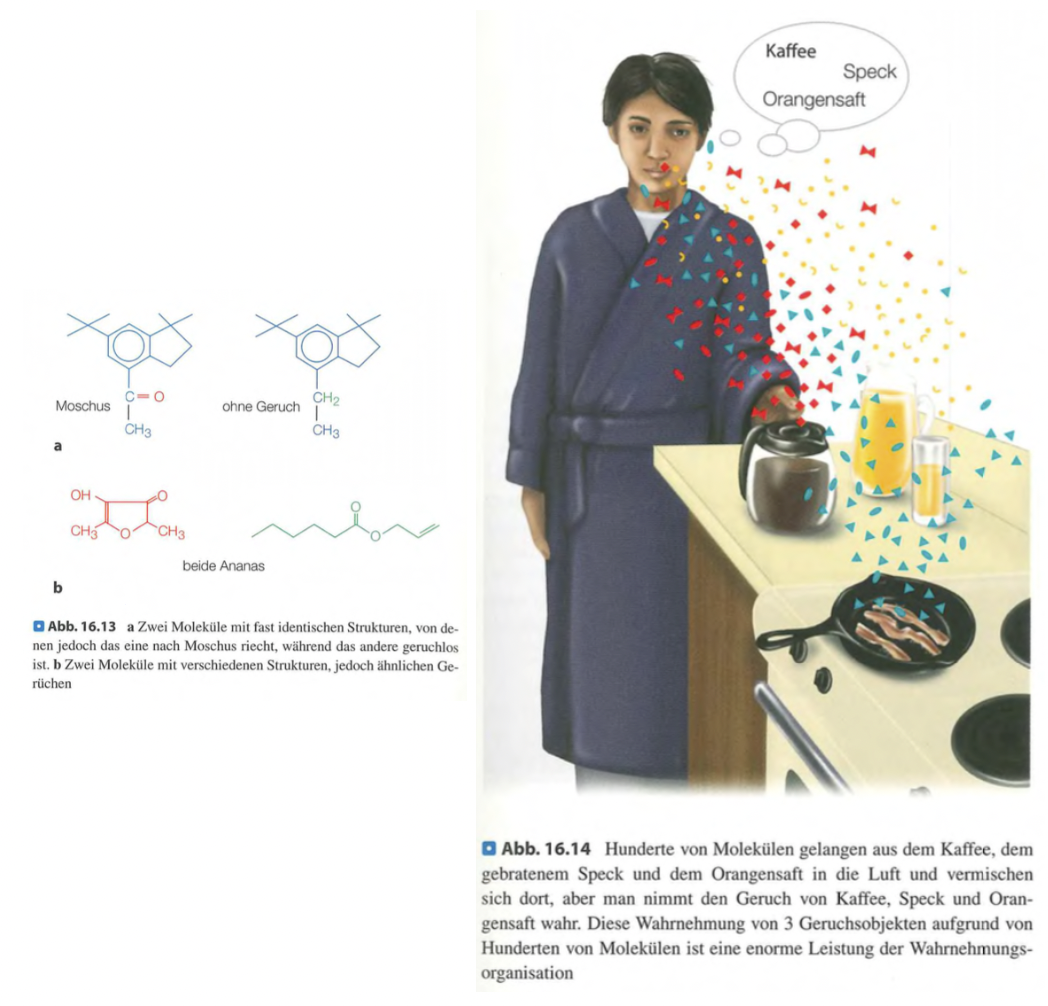 <p class=""><span data-name="brain" data-type="emoji">🧠</span><strong> Kurzfassung:</strong><br>Gerüche lassen sich schwer systematisch beschreiben, da <strong>keine klare Verbindung zwischen Molekülstruktur und Geruch</strong> besteht. Trotz komplexer Mischungen erkennen wir Geruchsobjekte, weil das Gehirn zuerst <strong>chemische Komponenten analysiert</strong> und sie dann <strong>zu Geruchseindrücken synthetisiert</strong> – unterstützt durch <strong>Lernen und Gedächtnis</strong>.</p><div data-type="horizontalRule"><hr></div><p class=""><span data-name="clipboard" data-type="emoji">📋</span><strong> Langfassung:</strong></p><ul><li><p class=""><strong>Herausforderungen bei der Beschreibung von Gerüchen:</strong></p><ul><li><p class=""><strong>Keine klaren Begriffe</strong> wie bei Farben oder Tönen.</p></li><li><p class=""><strong>Keine eindeutige Beziehung</strong> zwischen Molekülstruktur und Geruch:</p><ul><li><p class="">Ähnliche Moleküle → unterschiedliche Gerüche</p></li><li><p class="">Unterschiedliche Moleküle → ähnliche Gerüche</p></li></ul></li></ul><p class=""></p><ul><li><p class=""><strong>Alltagsgerüche</strong> (z. B. Kaffee, Schinken) sind <strong>Mischungen von Dutzenden bis Hunderten Molekülen</strong>.</p></li></ul></li></ul><p class=""></p><ul><li><p class=""><strong>Wie Geruch trotzdem erkannt wird:</strong></p><ul><li><p class=""><strong>Zwei Stufen der Verarbeitung:</strong></p><ul><li><p class=""><strong>Analyse (bottom-up):</strong></p><ul><li><p class="">In <strong>Riechschleimhaut & Riechkolben</strong> werden chemische Komponenten erfasst und in neuronale Signale übersetzt.</p></li></ul></li></ul><p class=""></p><ul><li><p class=""><strong>Synthese (top-down):</strong></p><ul><li><p class="">Im <strong>olfaktorischen Kortex</strong> und weiteren Arealen wird die Information <strong>zu einem Geruchsobjekt zusammengeführt</strong>.</p></li></ul></li></ul></li></ul><p class=""></p><ul><li><p class=""><strong>Lernen & Gedächtnis</strong> helfen dabei, komplexe Gerüche zuverlässig wiederzuerkennen (z. B. Lieblingskaffee).</p></li></ul></li></ul><p class=""></p><p class=""><span data-name="point_right" data-type="emoji">👉</span> <strong>Fazit:</strong> Geruchswahrnehmung beruht auf <strong>komplexer chemischer Analyse</strong>, <strong>zentraler Integration</strong> und <strong>individueller Erfahrung</strong>.</p>