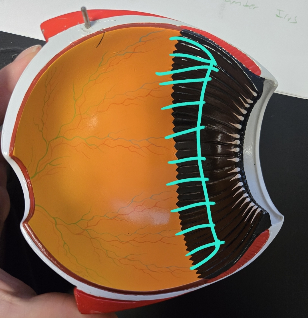 <p>Anatomy of the eye: Tunics</p>