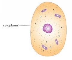 <p>everything in a cell, except for the contents of the nucleus</p>