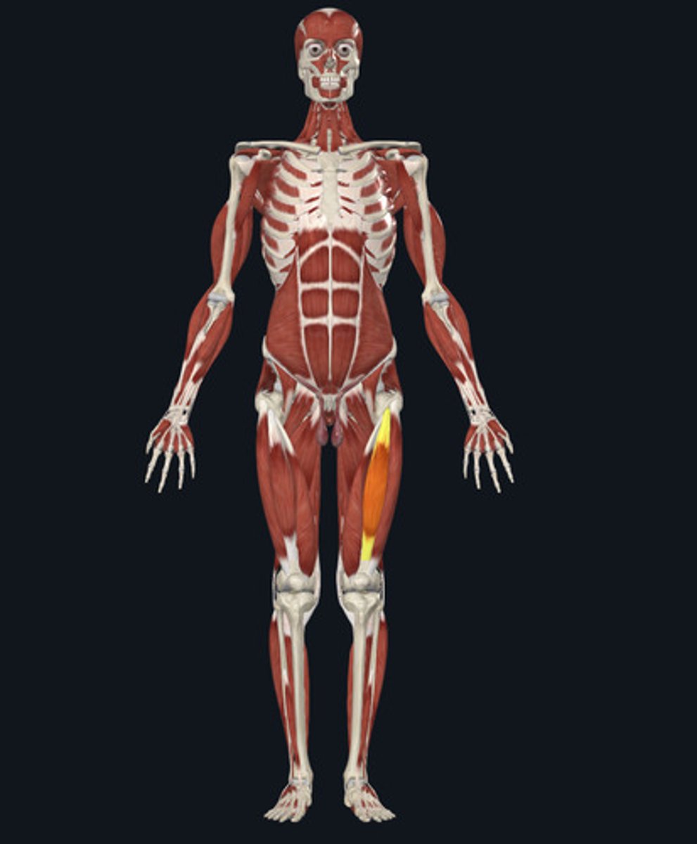 <ul><li><p><u>Origin:</u>&nbsp;Femur</p></li><li><p><u>Insertion:</u>&nbsp;Tibia</p></li><li><p><u>Action:</u>&nbsp;Knee extension</p></li></ul><p></p>