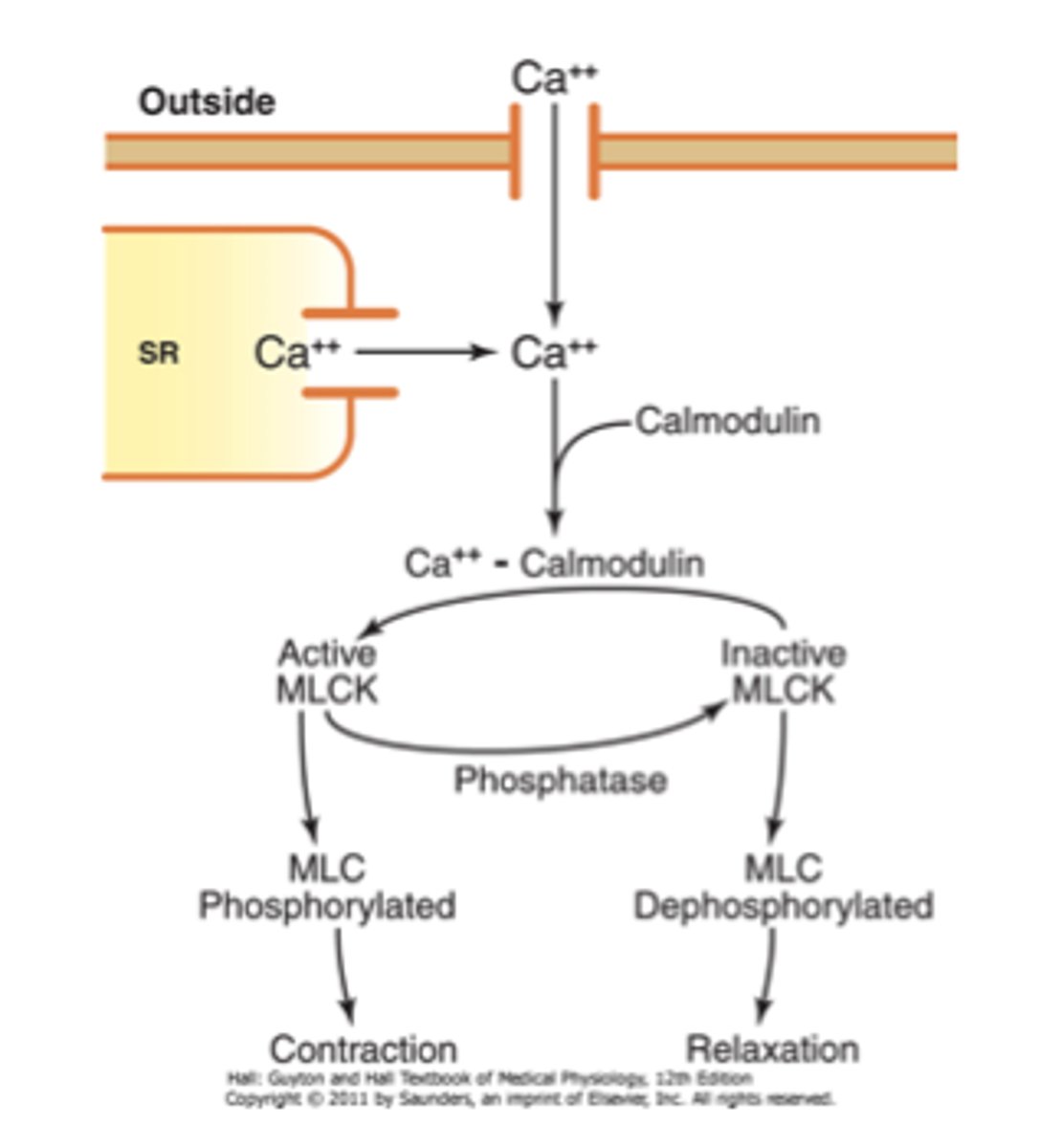 <p>calcium binding protein</p>
