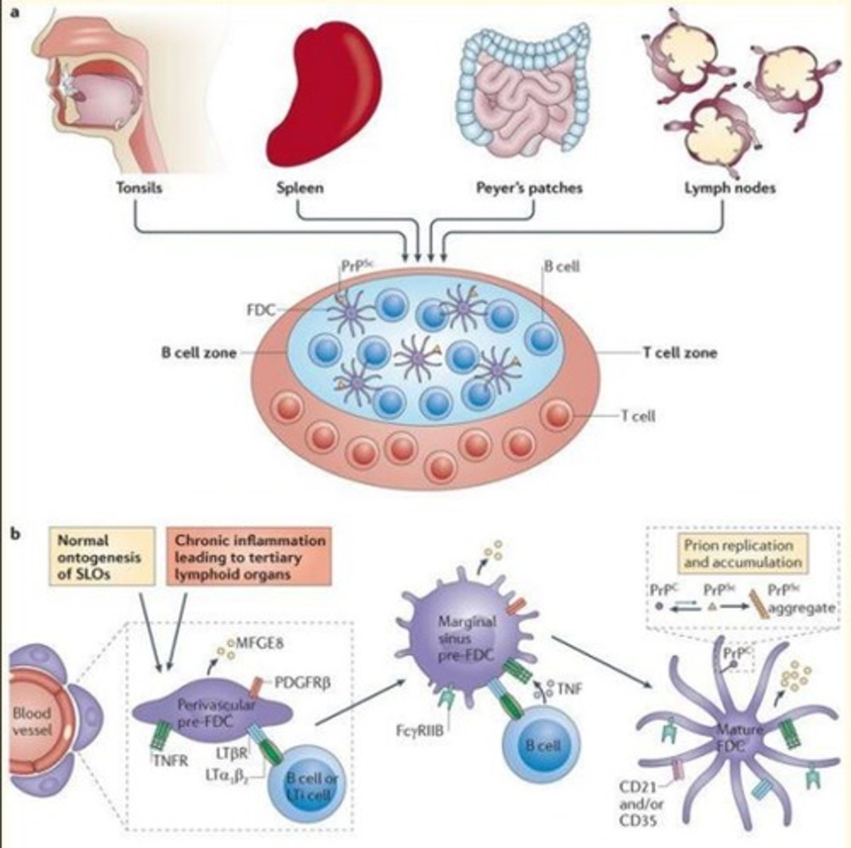 <p>1) Prions detected by immune system (resistant to proteolysis) </p><p>2) Prions replicate inside lymphoid tissue (especially follicular dendritic cells) e.g., tonsils, spleen, peyer's patches, lymph nodes </p><p>3) Prions enter the CNS via nerves of the autonomic nervous system (ANS)</p>