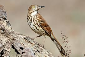 <p>Common:</p><p>Order:</p><p>Family:</p>