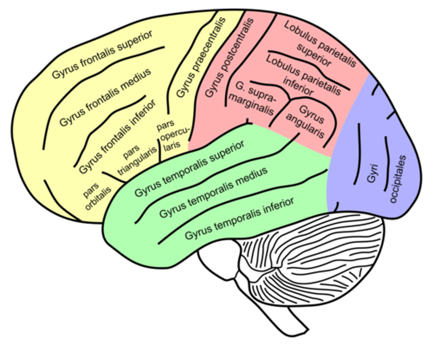 <p>- zakręt zaśrodkowy (oddzielony zakrętem środkowym i bruzdą zaśrodkową), płacik ciemieniowy górny i dolny (oddzielone bruzdą śrdciemieniową), zakręt nadbrzeżny i zakręt kątowy</p>