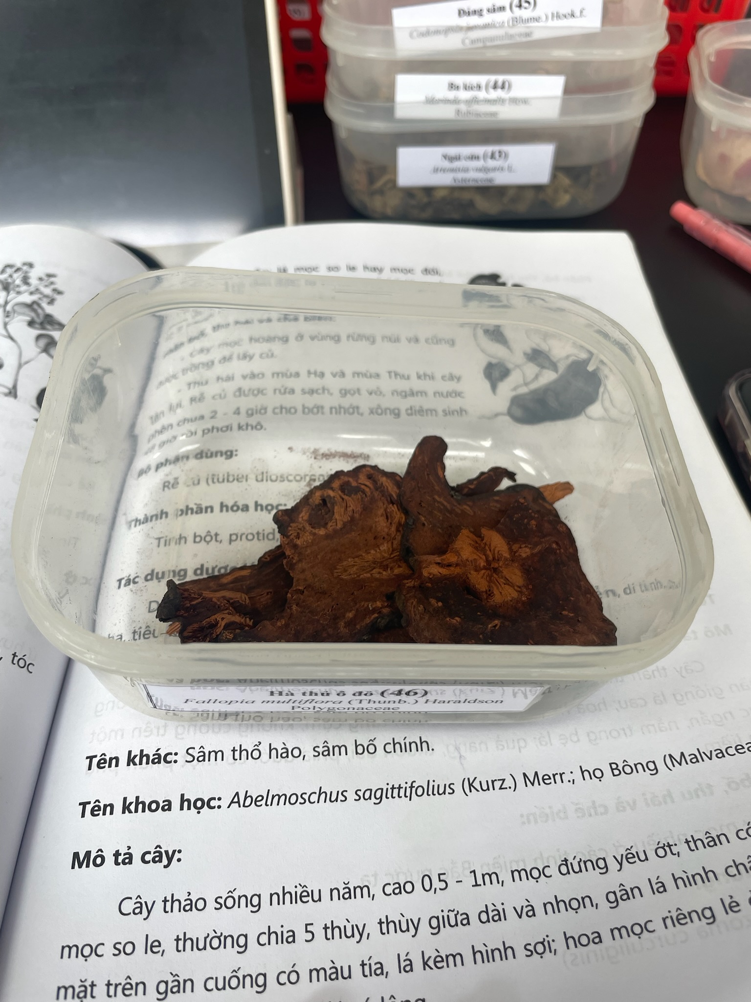 <p>Hà thủ ô đỏ</p><p>Fallopia multiflora</p><p>Polygonaceae</p>