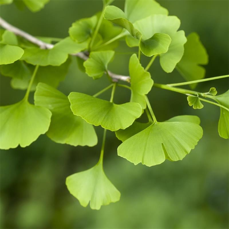 <p>Ginkgoaceae (<em>Ginkgo biloba)</em></p>