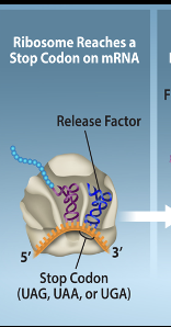 <p>Translation-Termination Step 1</p>