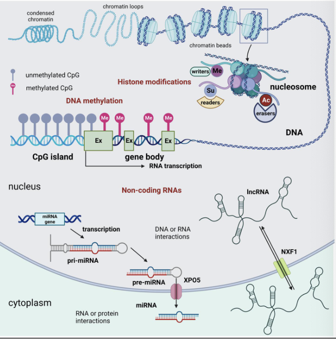 <p>» ”Junk” DNA has regulatory roles</p><p>» CpG island: DNA methylation</p><p>» Methylated CpG: less accessible</p><p>» Unmethylated CpG: more open → transcription</p><p>machinery can bind → genes are more active!</p><p>» Histone modifications: open/closed chromatin</p><p>» Non-coding RNAs: stability/activity of mRNA</p><p>» All affect DNA accessibility/stability</p>
