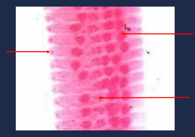 State the name of the upper right portion of the picture.