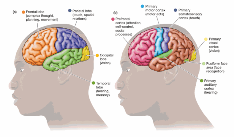 <p>essential for complex thought, planning, and movement</p>