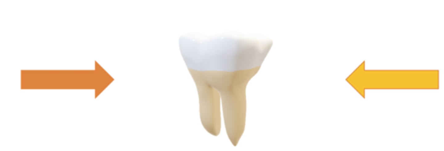 <p>Where the labiolingual and buccolingual forces are equal, tooth stability is achieved</p>