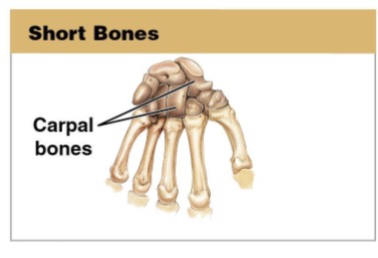 <p>Small and boxy bones.</p>