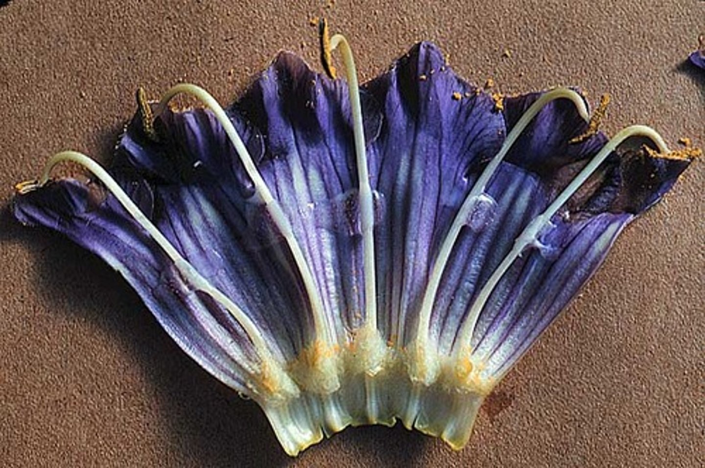 <p>brinjal</p>