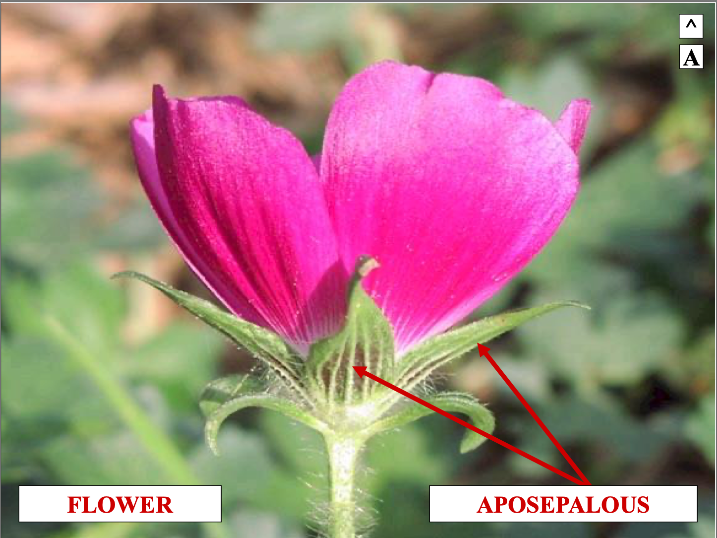 <p>aposepalous means non-fused</p>