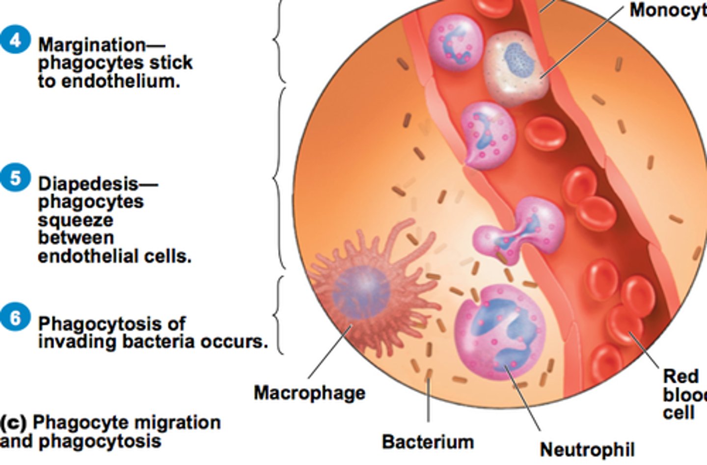 <p>Passage of white blood cells through intact vessel walls into tissue; ameboid movement of cells such as monocytes and neutrophils to a site of inflammation in phagocytosis</p>