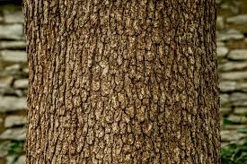 <p>Leaf: tooth like, no bristles, shiny, smooth</p><p>Bark: light grey, small square, flakey</p>
