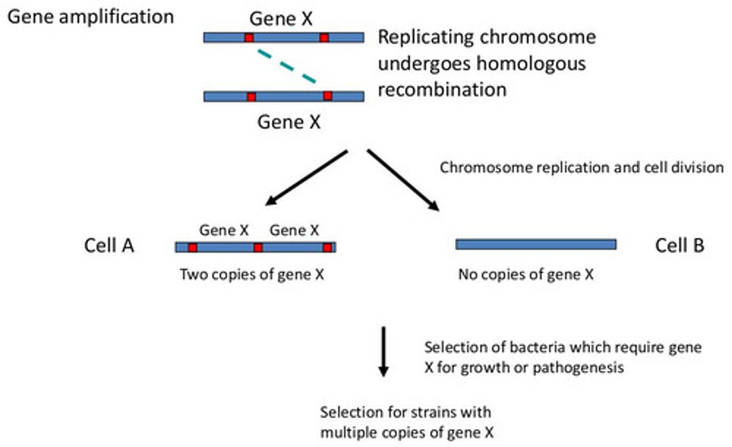 <p>expression increased in response to hormones, GF, or intracellular conditions</p>