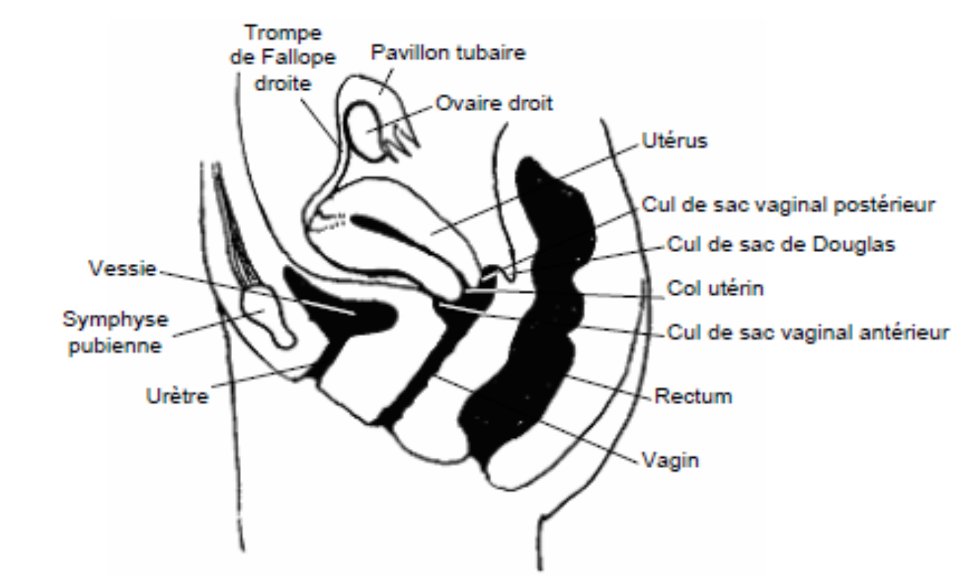 <p>Utérus (col utérin + corps utérin) : organe impair et médian qui mesure <strong>7 cm</strong> de hauteur (hors grossesse), c&apos;est un<strong>organe creux</strong>composé d&apos;un <strong>muscle lisse</strong>: le <strong>myomètre</strong> et d&apos;une muqueuse : <mark data-color="red">l&apos;<strong>endomètre</strong></mark>. Il se finit par le <strong>col utérin</strong> qui s’ouvre dans le <mark data-color="red"><strong>vagin</strong></mark>.</p>