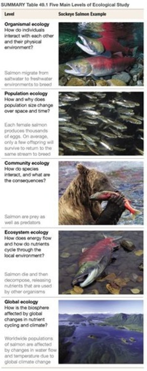 <p>Focuses on the interactions between organisms and their environment as a system.</p>